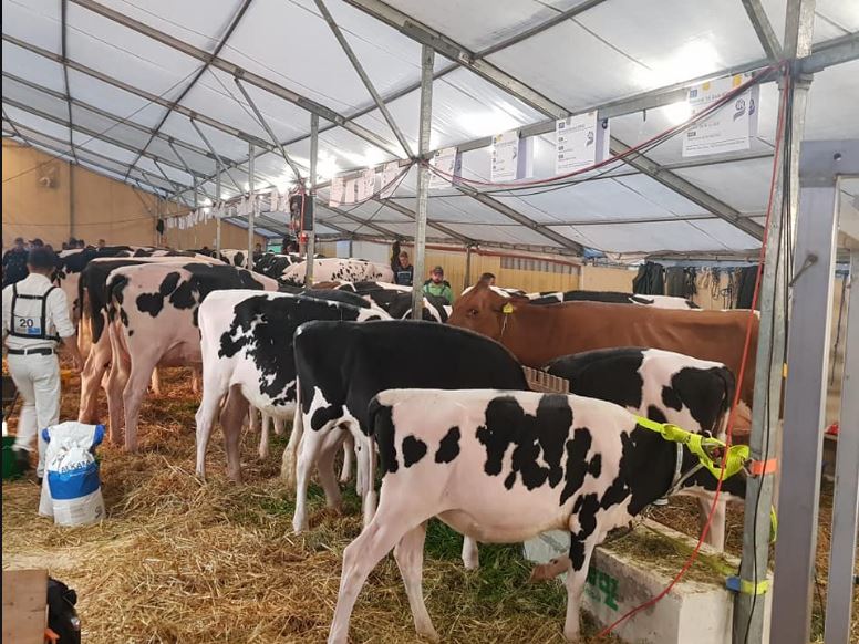 Expo Holstein, Porsel, le 19 octobre 2019, Glâne-Veveyse 